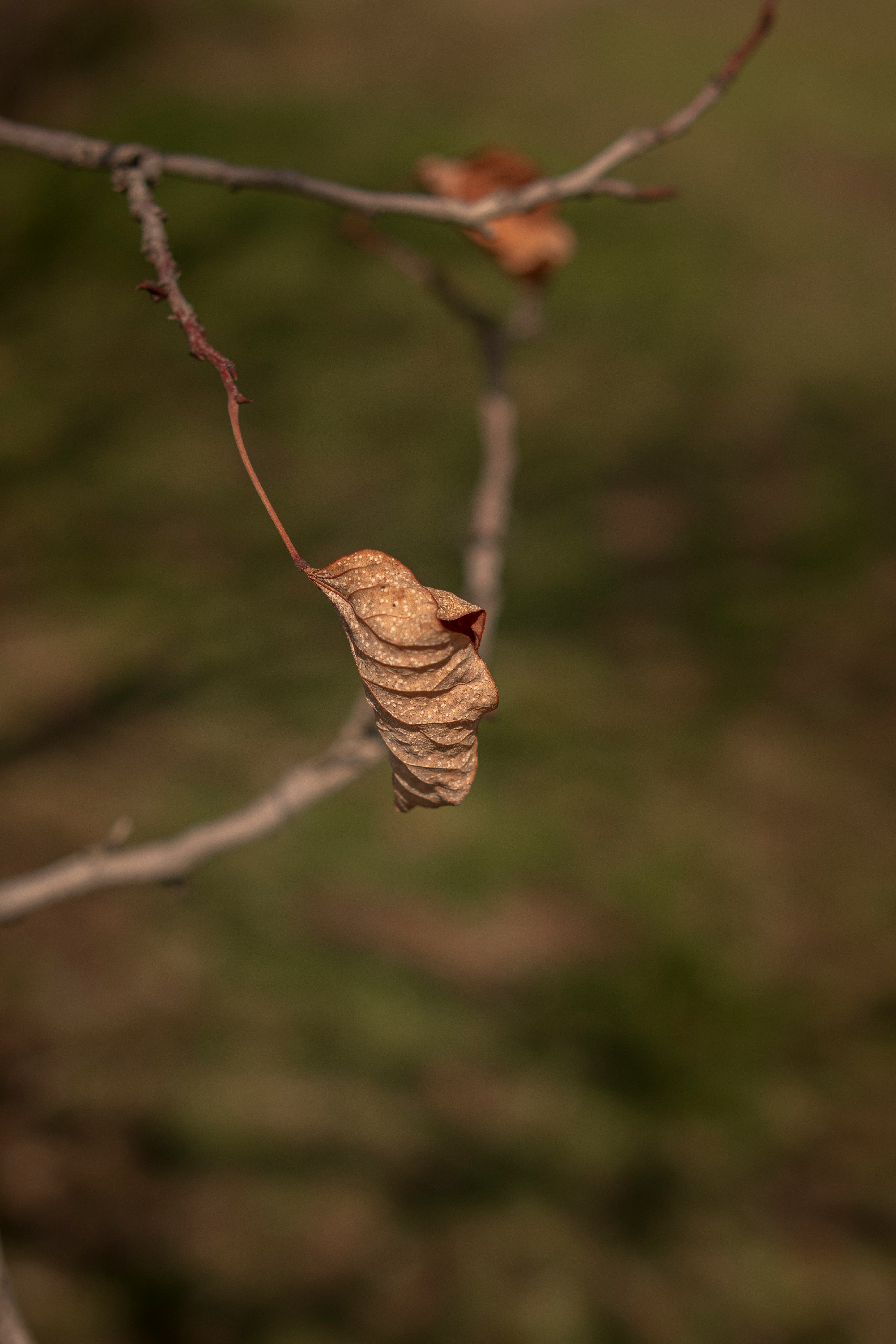 brown dried leaf on brown stem